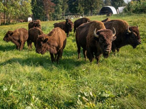 Bison Farm - Cabin "Vieja" in Бостон
