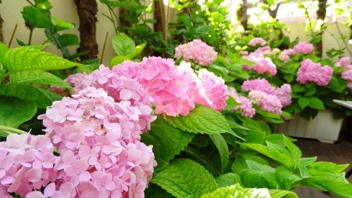 花園