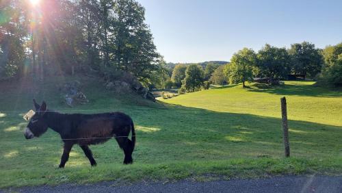 Maison entre Sancy et Cantal, proches des lacs in Champs-sur-Tarentaine-Marchal