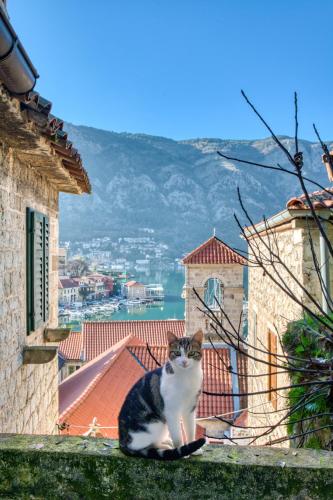 Kotor Lovers