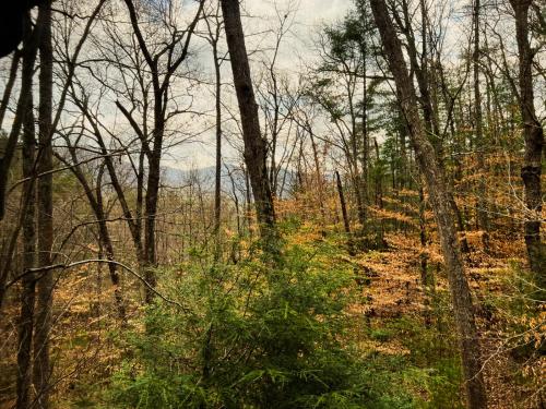 Discover tranquility at Hidden Oasis a charming home nestled in serene Cherry Log Mountain - image 5