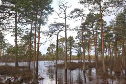 Suurejõe Holiday Center — other in Vändra vald, Suurejõe küla, Suurejõe EE, 87602