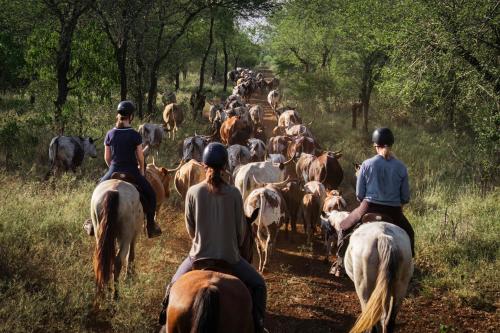 KaMsholo Bushveld Safaris in Lubombo