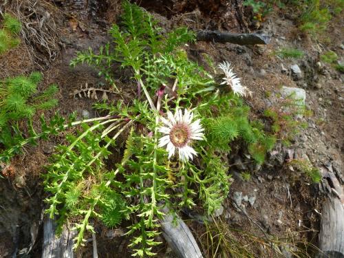 Chalet Alpentraum - image 8