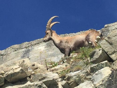 Chalet Alpentraum - image 5