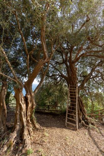 AMORE RENTALS - Villa Margherita - image 14