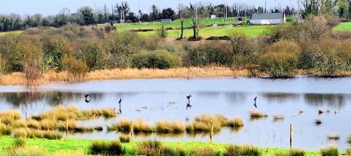 Lough Lea House, Bunnamuca in Strokestown