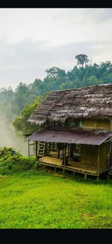 Sumatra Orangutan Tours Orangutan Trekking with Airport Pick Up Drop Off and Accommodation Trekking  in Bukit Lawang
