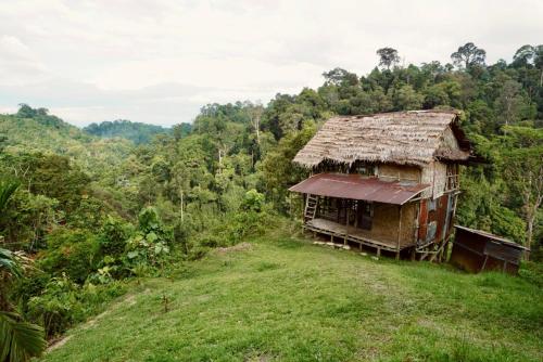 Sumatra Orangutan Tours Orangutan Trekking with Airport Pick Up Drop Off and Accommodation Trekking  in Bukit Lawang