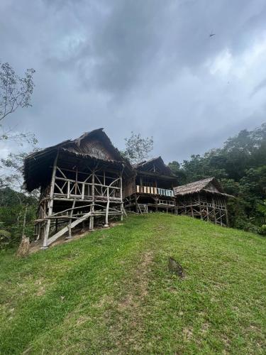 Sumatra Orangutan Tours Orangutan Trekking with Airport Pick Up Drop Off and Accommodation Trekking  in Bukit Lawang