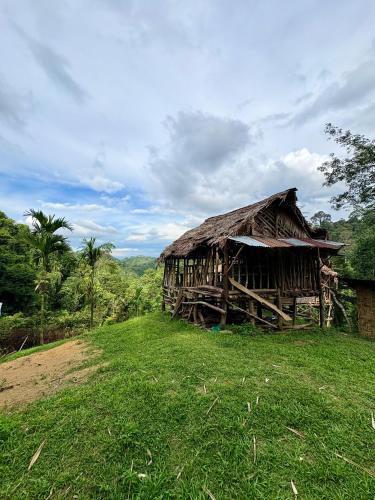 Sumatra Orangutan Tours Orangutan Trekking with Airport Pick Up Drop Off and Accommodation Trekking  in Bukit Lawang