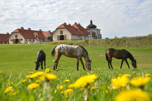 B&B Mikołajewsk - Stadnina Koni Nad Wigrami - Bed and Breakfast Mikołajewsk