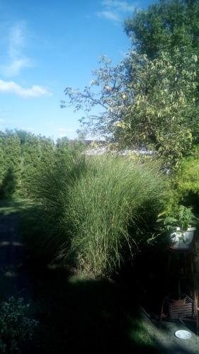 3 Platana - image 10