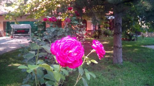 3 Platana - image 12