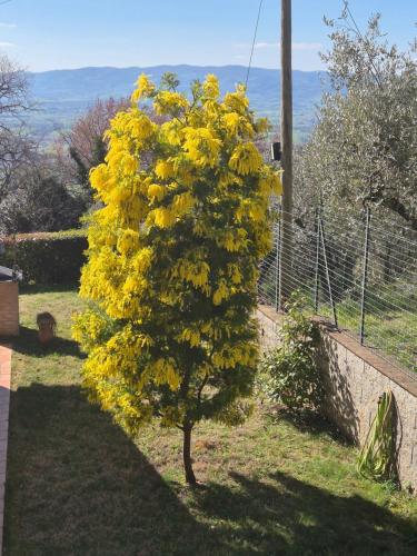 Villa Bigio 5