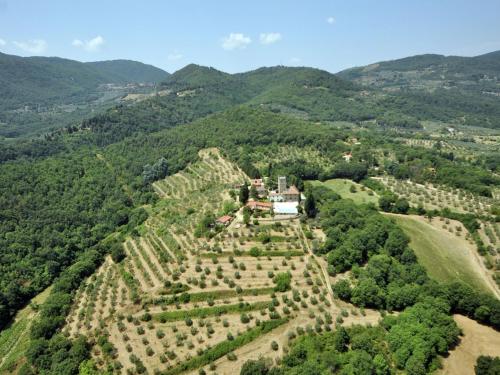 Lovely estate not far from Florence with olives trees