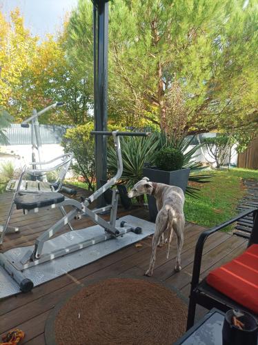 Eugénie86 (Eugenie86) in Saint-Eloi