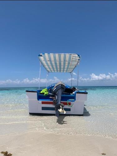 Wasini dolphin adventure in Shimoni
