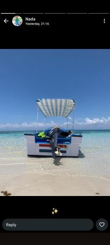 Wasini dolphin adventure in Shimoni