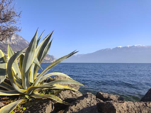 Appartamenti del Porto - Bogliaco Lago di Garda - Bollone