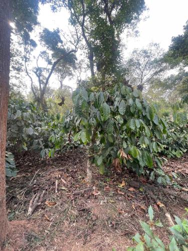 Pearl Nest, A Homely Stay Amid Coffee Estates in Byadane