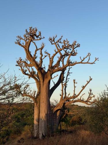 Nougouranch in Toubab Dialao