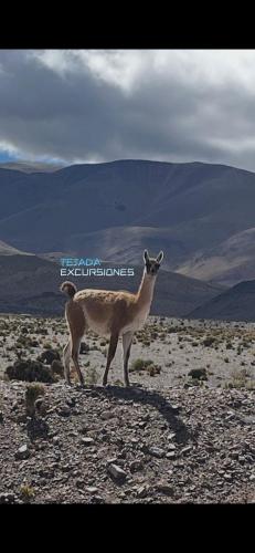 HOTEL y EXCURSIONES TEJADA