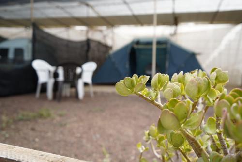 Agrocamping Invernaderito Room Type - Tent
