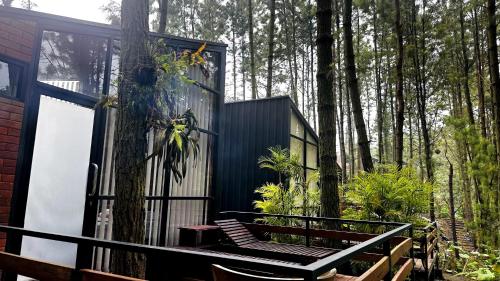 Pineforrest 3