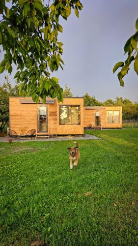 Dārzs, Retezat83 Sunshine tiny home , adults only in Riu De Mori