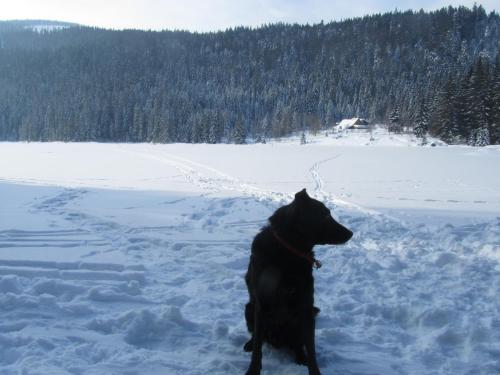 Pension Sonnleit´n - Urlaub mit Hund