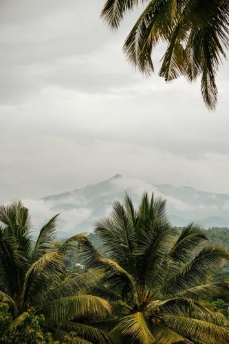 Sonora, Kandy (foto 9)