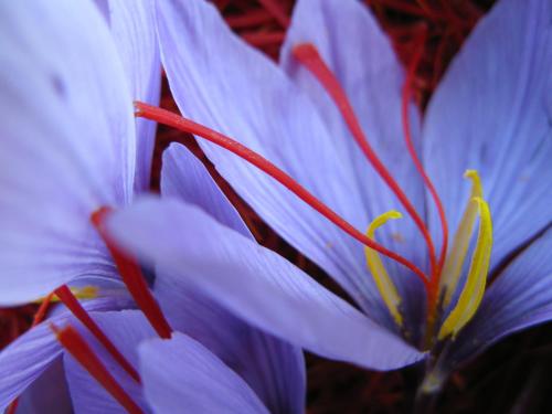 Railway cottage in Dürnstein (Railway cottage in Durnstein) in Durnstein