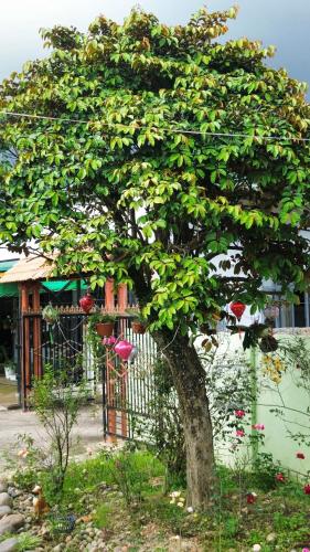 Líu homestay (Liu homestay) in Hiep An