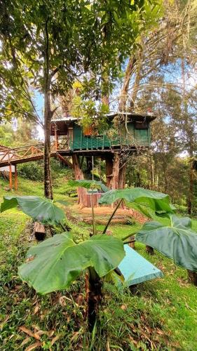 Casa en el Arbol - Cerca Metrocable ARVI - Camping