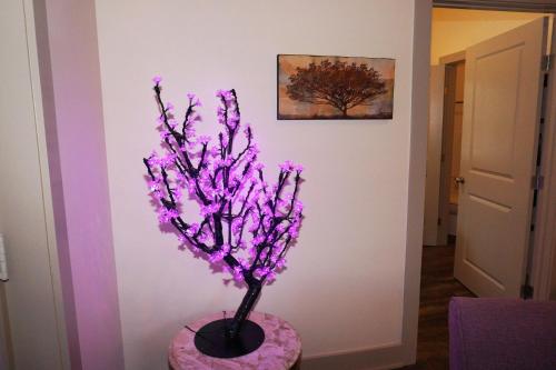 Lavender in Wimberley, USA