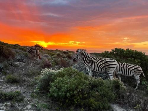 A környék, Romansbaai Oceanview Family House - Wildlife Estate in Birkenhead