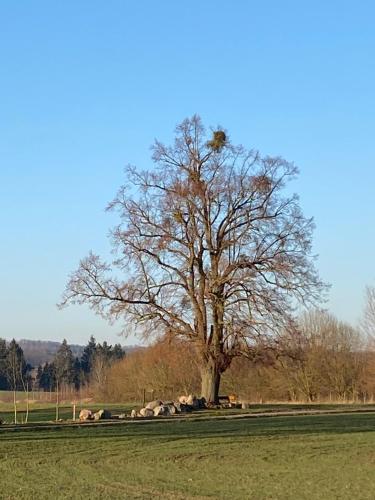 Auszeit im Fachwerkhaus in Liepe