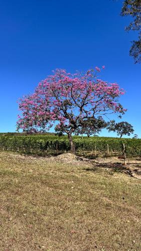 Vinicola Villa Aurum in Corumba De Goias