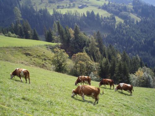 Grasreithof in Großarl, Österreich