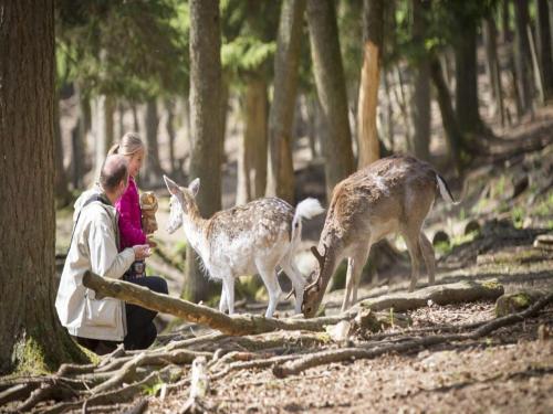 Apkārtne, Glamping Stay in the Ardennes in Signy-l'Abbaye