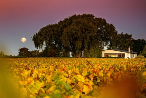 A környék, St Leonards Vineyard Cottages in Blenheim