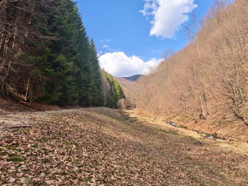 Cabana Țibleș Bichigiu (Cabana Tibles Bichigiu) in Zagra