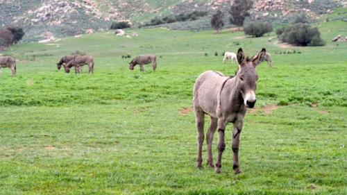 BURRO SPRINGS - Close to Lake and Slopes in Big Bear City, USA