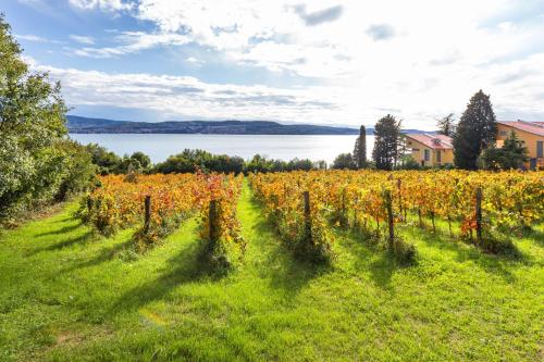 Iekārtas, House In The Vineyard - Happy Rentals in Hrvatini