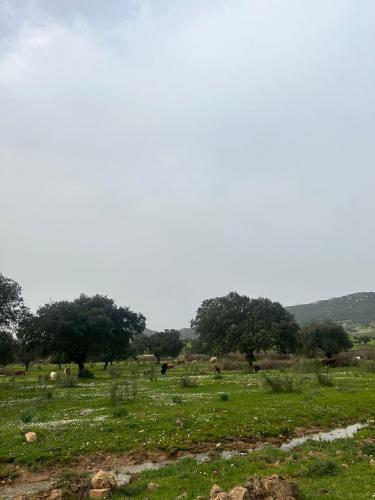 Dārzs, La Casita Agroturismo Dehesa la Pared in Chillón