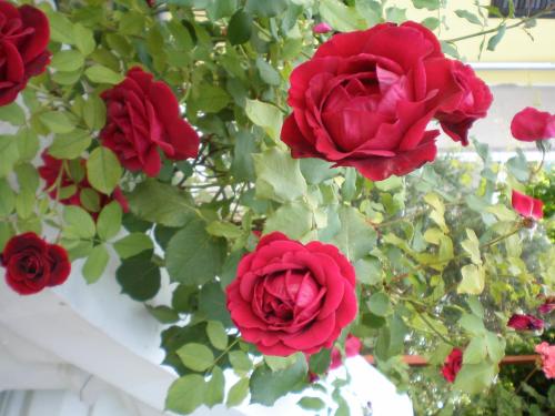 Oaza Tribunj Sea View - image 14