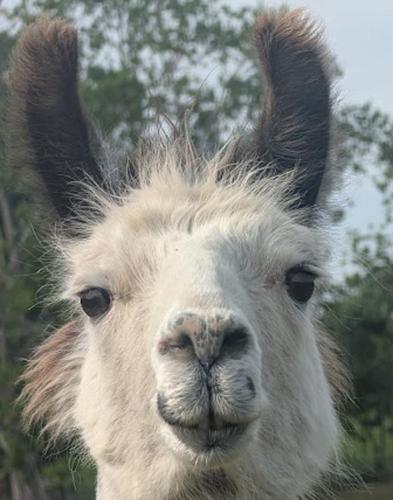 Gerrie's Place at Figment Llama Ranch Foundation Animal Sanctuary near Round Top Texas in New Ulm