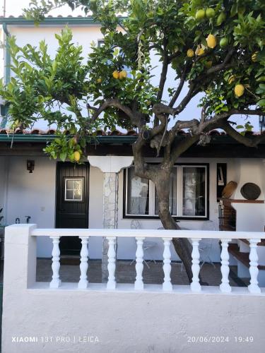 Casa do Limoeiro - Casa gîte à louer Golegã