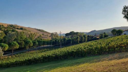 Dozza Getaway with vineyard views, fast Wifi, free parking in 多扎